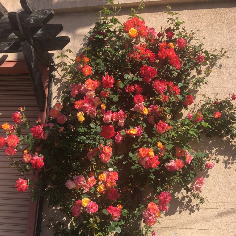 Meet your Posher, Liliana